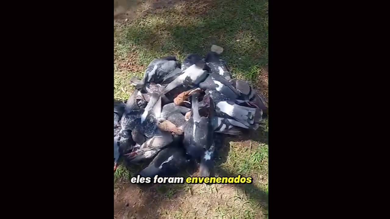 O montinho de pombos e passarinhos mortos depois de comerem o milho envenenado