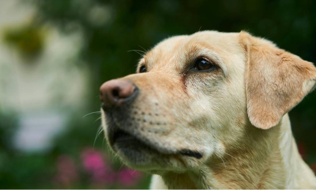 TAP descumpre ordem judicial e impede embarque de cachorro em voo