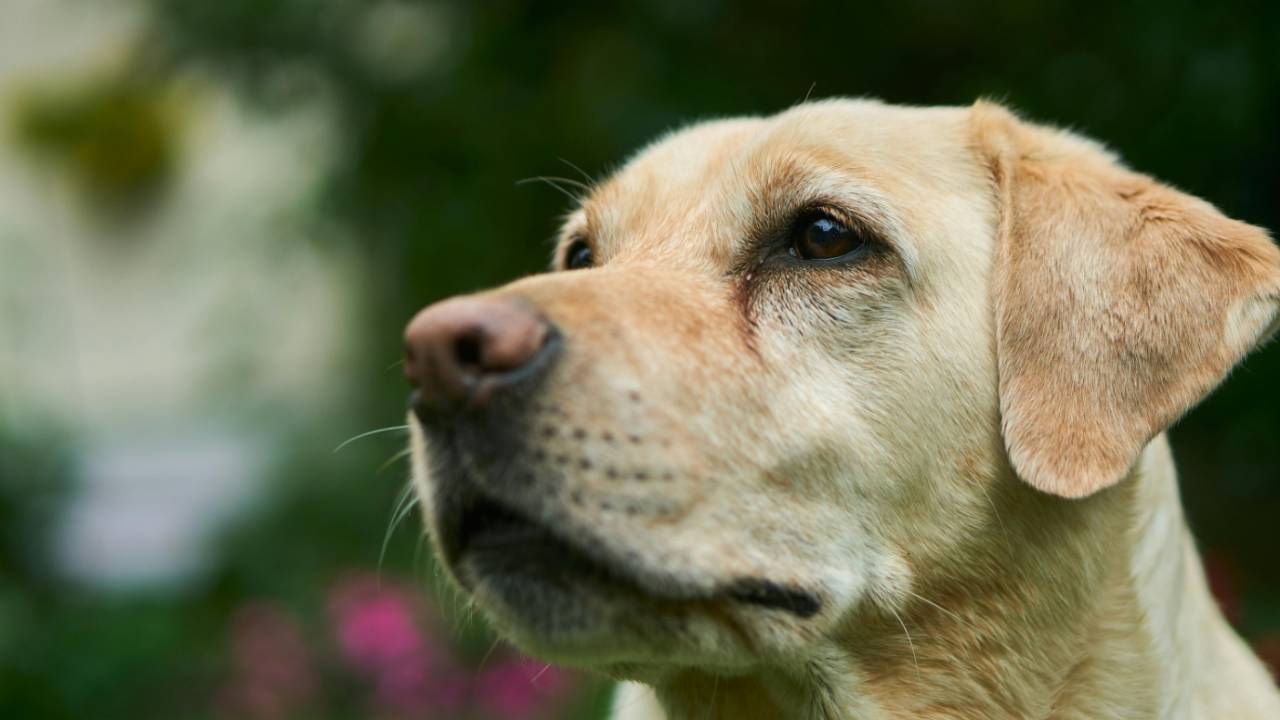 TAP impede cachorro de serviço de embarcar na cabine de avião