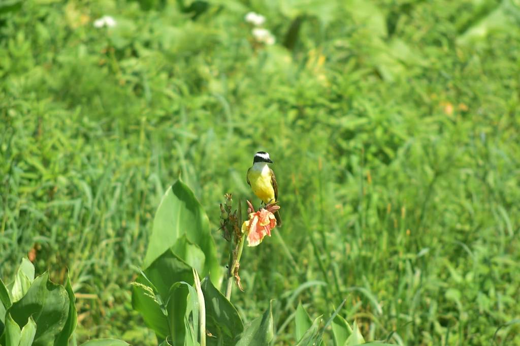 Bem-te-vi Palmeiras jerivás atraem mais de 80 espécies de aves nativas