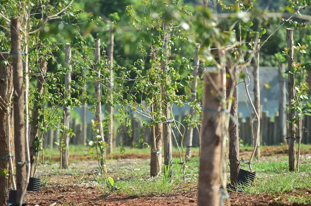 Como será o maior pomar urbano do Brasil, organizado em Niterói