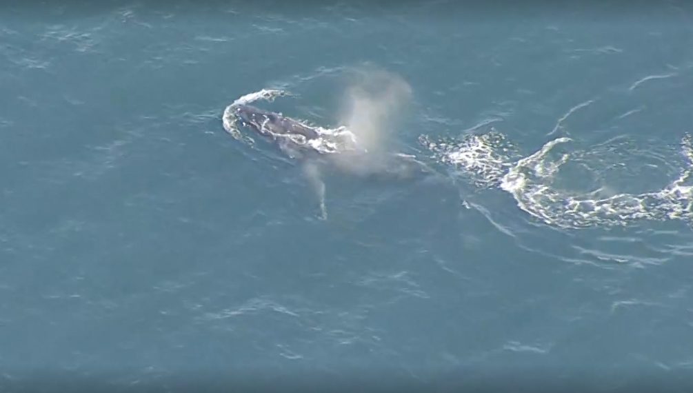 Só no Rio… Apresentador da TV Globo encerra o jornal falando “baleiês”