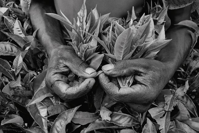 Chá – Ruanda.jpg Mão cheia: ervas colhidas para preparar o Chá de Ruanda