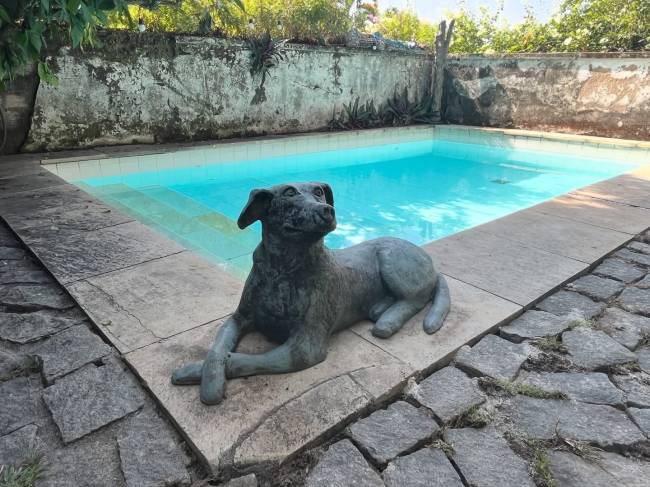 cachorro