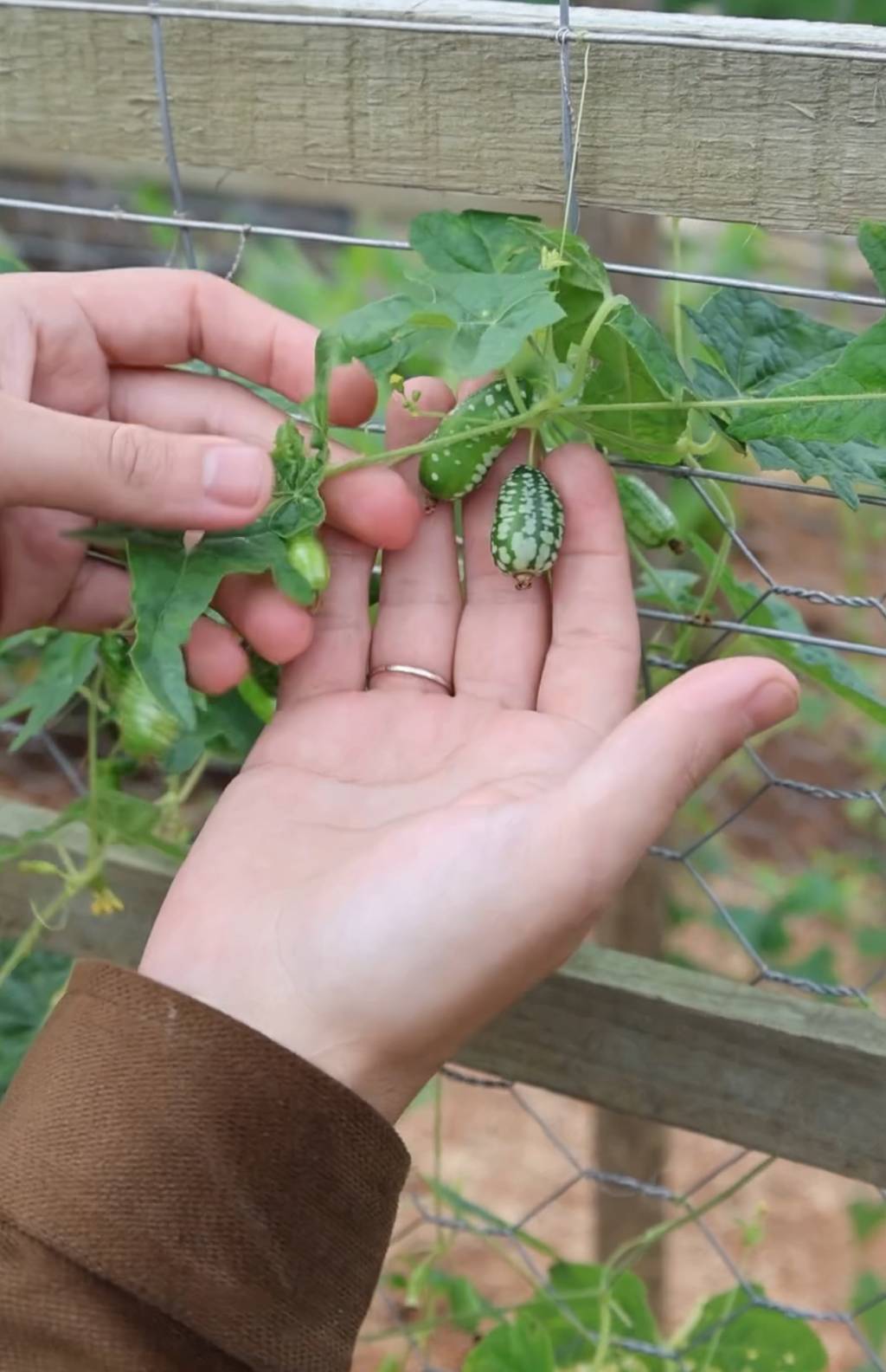 O pepino-melão da horta do Lasai Vini Maciel mostra o pepino-melão, uma das pequenas estrelas da época
