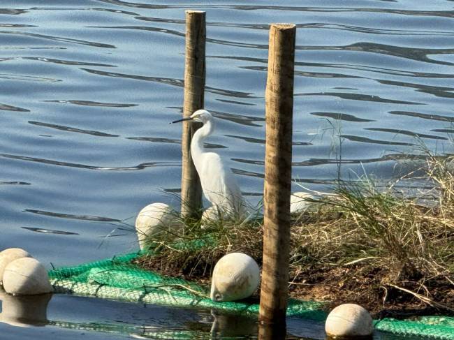 Projeto de gestão dos manguezais da Lagoa Rodrigo de Freitas com apoio da Águas do Rio