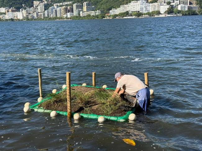 Projeto de gestão dos manguezais da Lagoa Rodrigo de Freitas com apoio da Águas do Rio