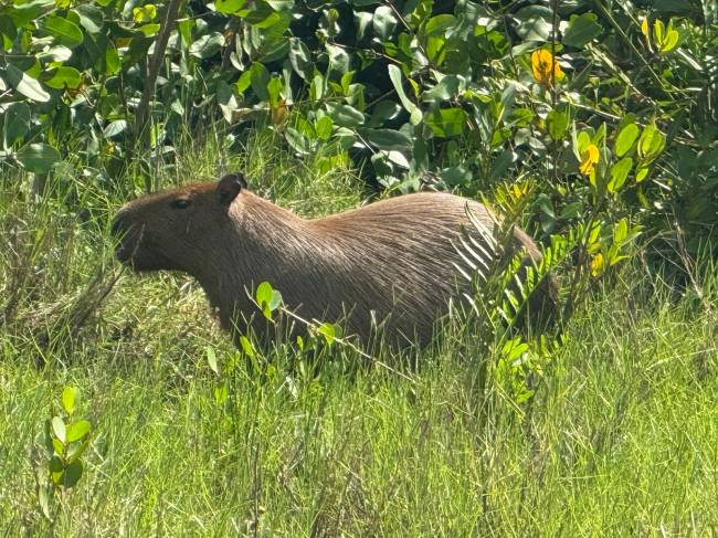 Capivara feliz na Lagoa Rodrigo de Freitas: desde a naturalização, a fauna ficou mais diversificada