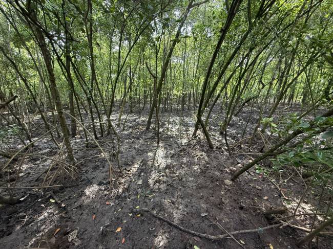Recuperação e ampliação dos manguezais da península do Caju, com apoio da Águas do Rio