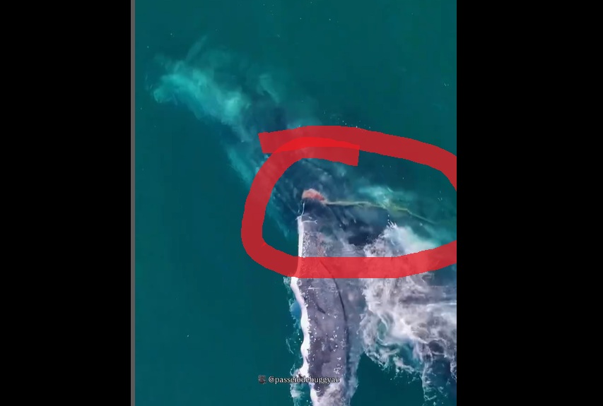 Jubarte presa em cabos “pede socorro” no mar de Arraial do Cabo. Vídeo!