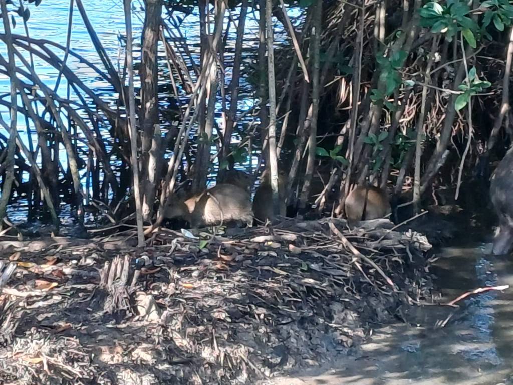 Lagoa: capivaras recém-nascidas na área naturalizada