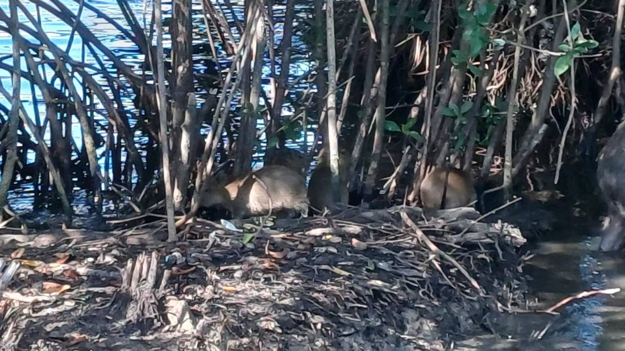 Mamãe capivara e seus bebês recém-nascidos