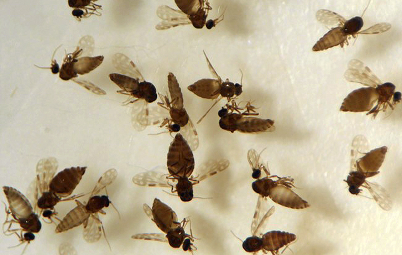 Secretaria estadual de Saúde confirma quarta morte por febre do oropouche