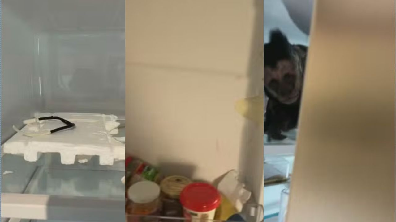 No flagra: morador do Jardim Botânico encontrou macaco-prego dentro da geladeira