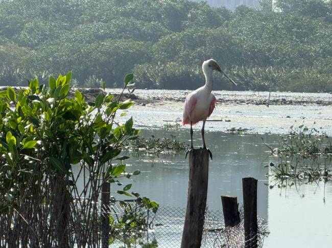 O colhereiro às margens da lagoa da Tijuca