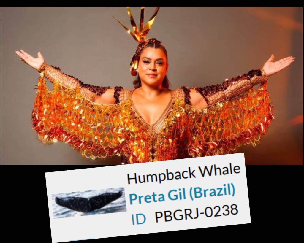 Homenagem: projeto dá nome de Preta Gil a baleia