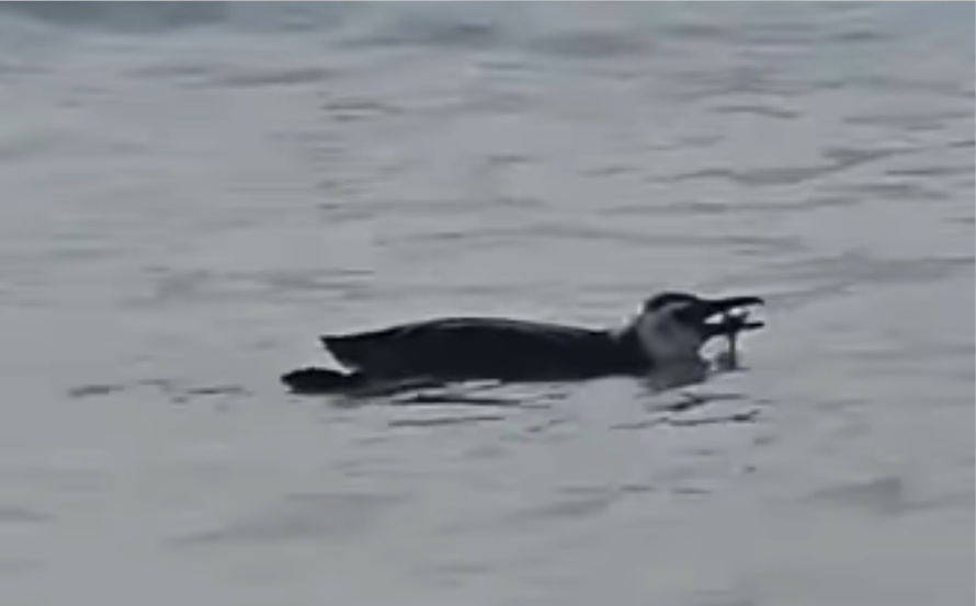 pinguim-flamengo