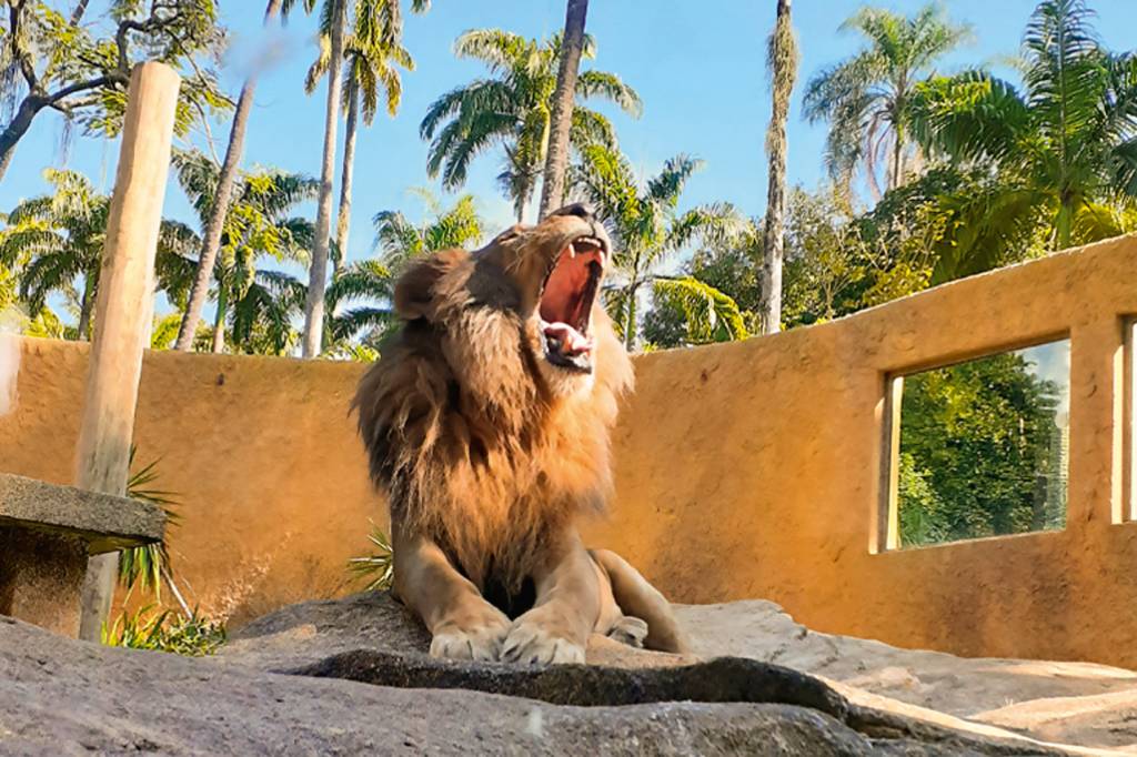 Como cuidam? Crianças podem conhecer bastidores do BioParque nas férias