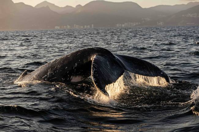 Avistamento de baleias nas Cagarras