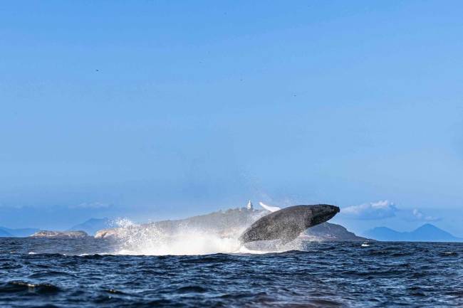 Jubarte vista esse fim de semana no Arquipélago das Ilhas Cagarras