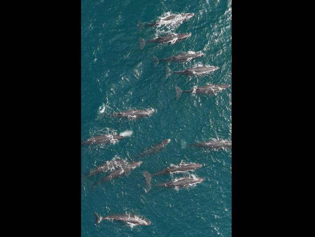 Baleias cachalotes podem estar em risco, em Arraial do Cabo