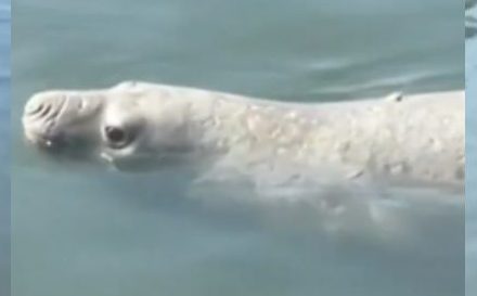 Elefante-marinho de quatro toneladas dá pinta em Praia de Niterói