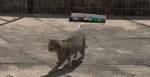 um dos felinos da colônia em Botafogo