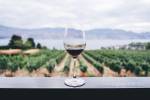Wine Run é a primeira corrida dentro de uma vinícola no Estado do Rio