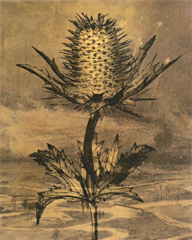 2 – Sophie Zenon_a grama de olhos azuis Muitas Camadas: francesa Sophie Zenon sobrepõe vídeo, foto e instalação