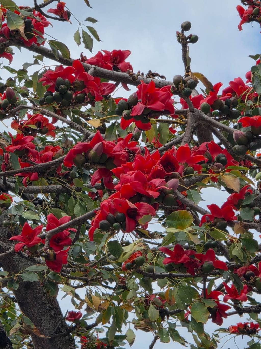 Na Lagoa já é primavera 