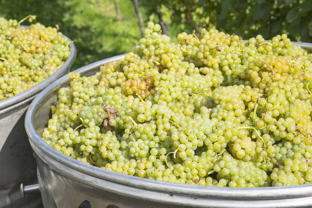 Fermentação espontânea, em busca de vinhos mais autênticos