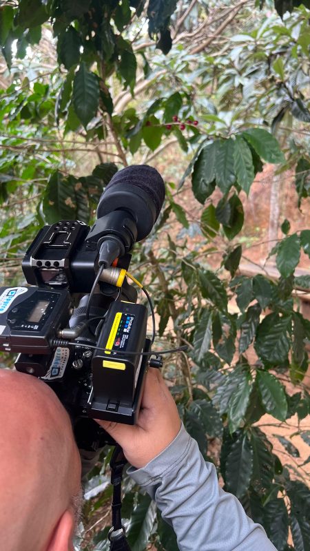 chacara modelo Plantação de café na Chácara Modelo