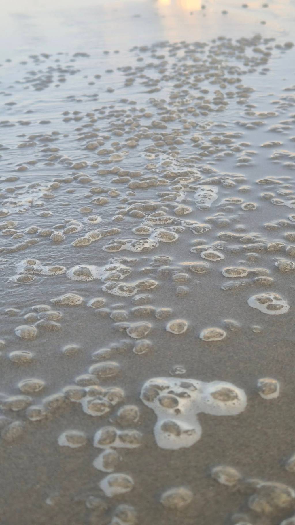 Praia: as bolinhas que assustam os cariocas, mas ajudam o planeta