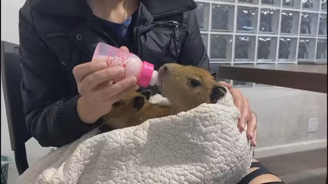 Ai, que fofura! Filhotes de capivara são resgatados na Via Dutra