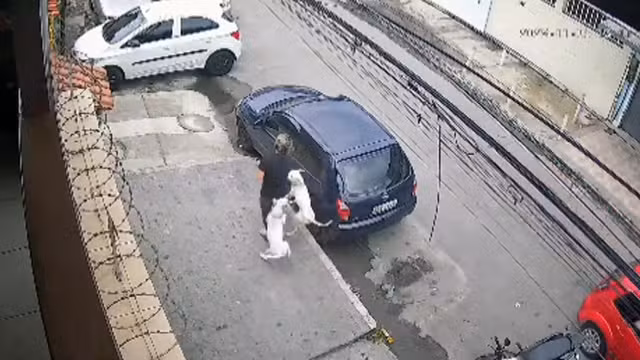 Pitbull: dois cães soltos na rua atacam mulher em Realengo