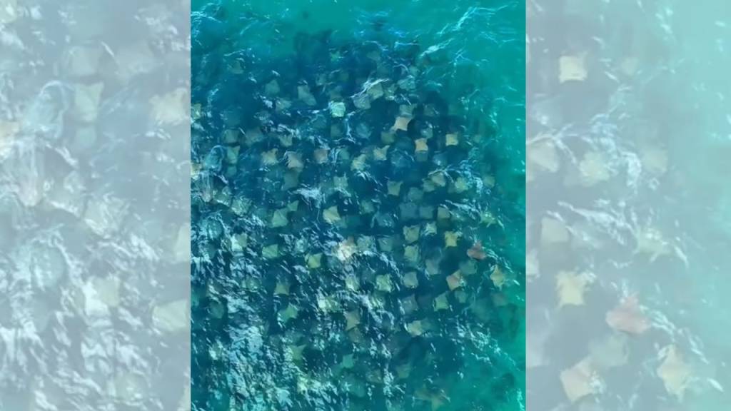 Fotógrafo flagra cardume de arraias na Praia de Copacabana. Veja o vídeo!