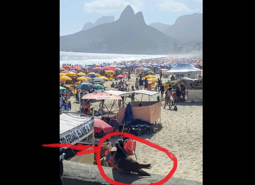 No Rio, até as aves têm educação emocional. Sei! (Vídeo)