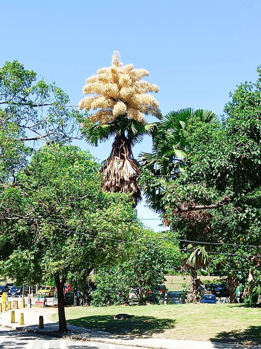 Opinião, por Rafael Dragaud: A palmeira talipot e o ex-presidente