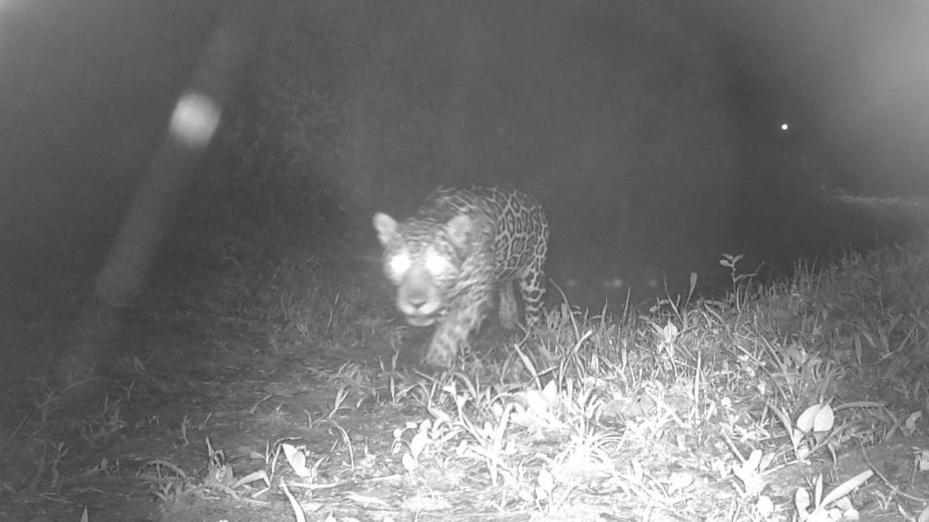 Onça-pintada volta a aparecer na Serra da Concórdia no interior do Rio