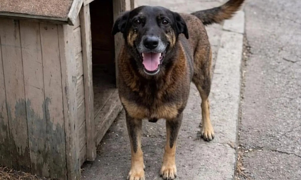 Por que mataram Orelha?