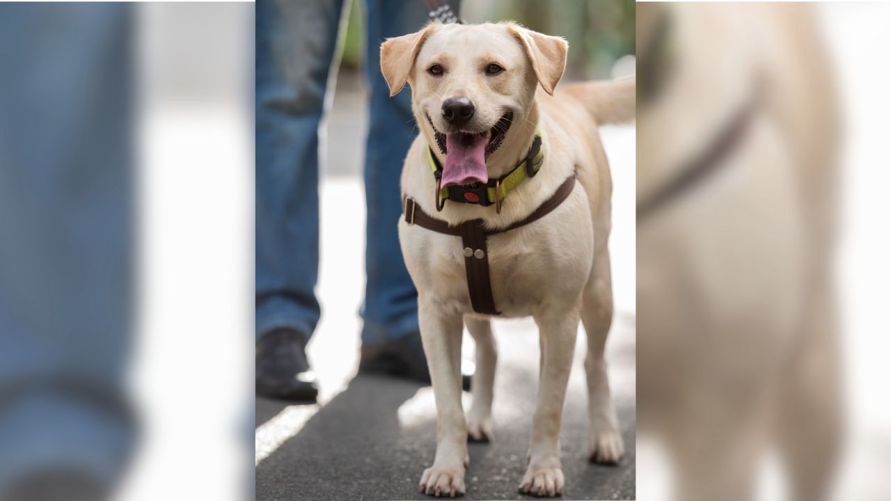 cão de suporte emocional