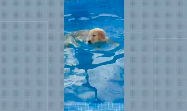 Após morte de golden retriever, MP denuncia dono de hospedagem pet