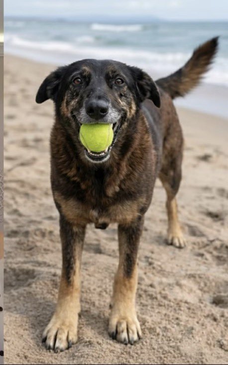 MPRJ cria núcleo de proteção aos animais depois do caso Orelha