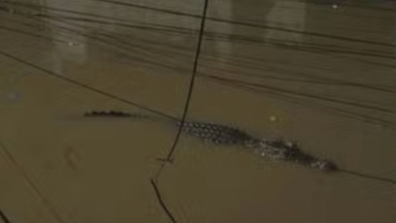 Que Susto: um jacaré foi flagrado nadando no Rio Acari após enchente atingir a região