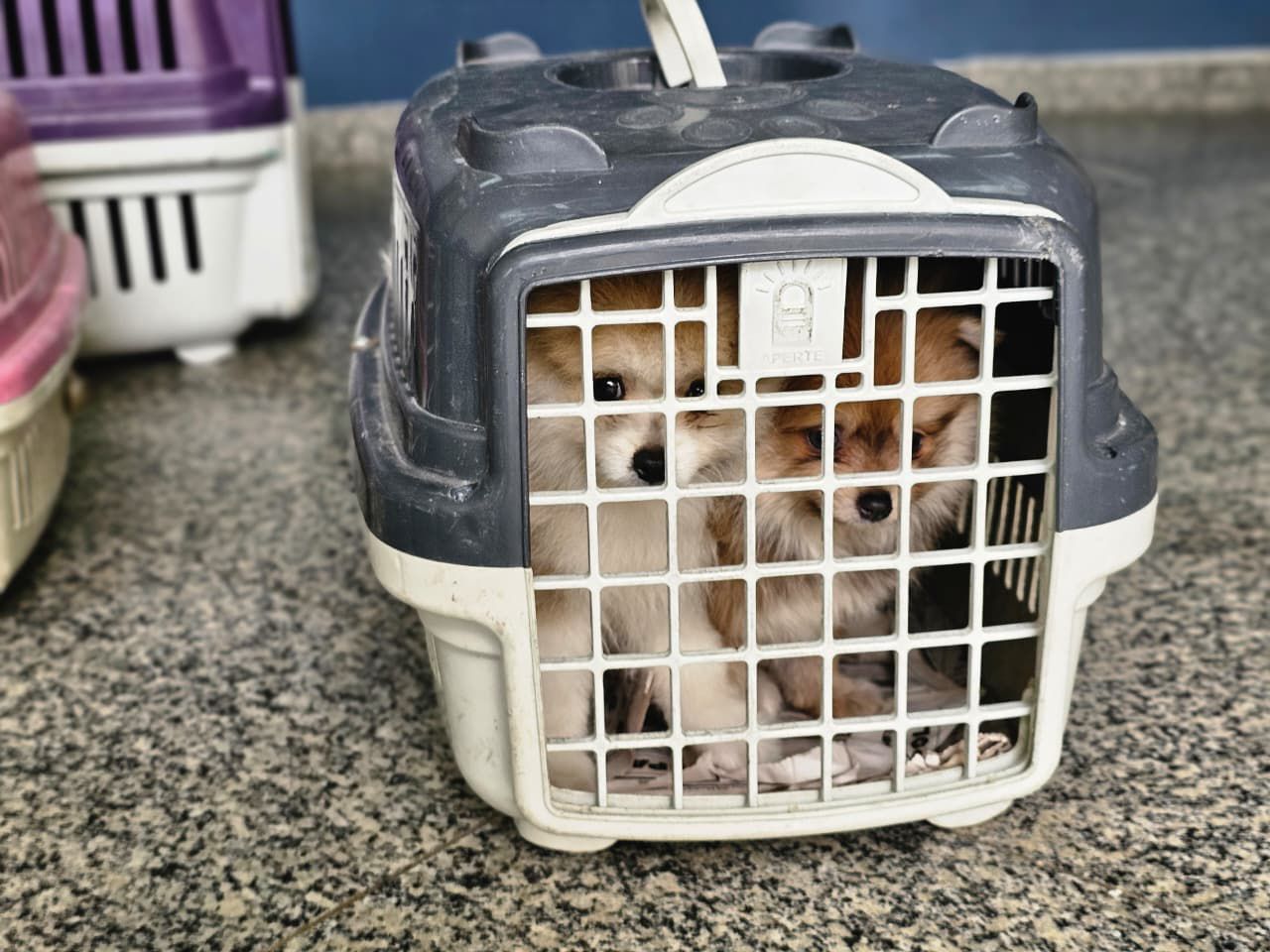 Depois de denúncia, casal é preso vendendo cães em dolorosas condições