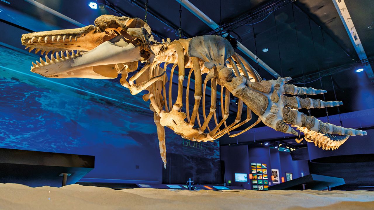 Oceano_Mixel Selva (35) (1).jpg