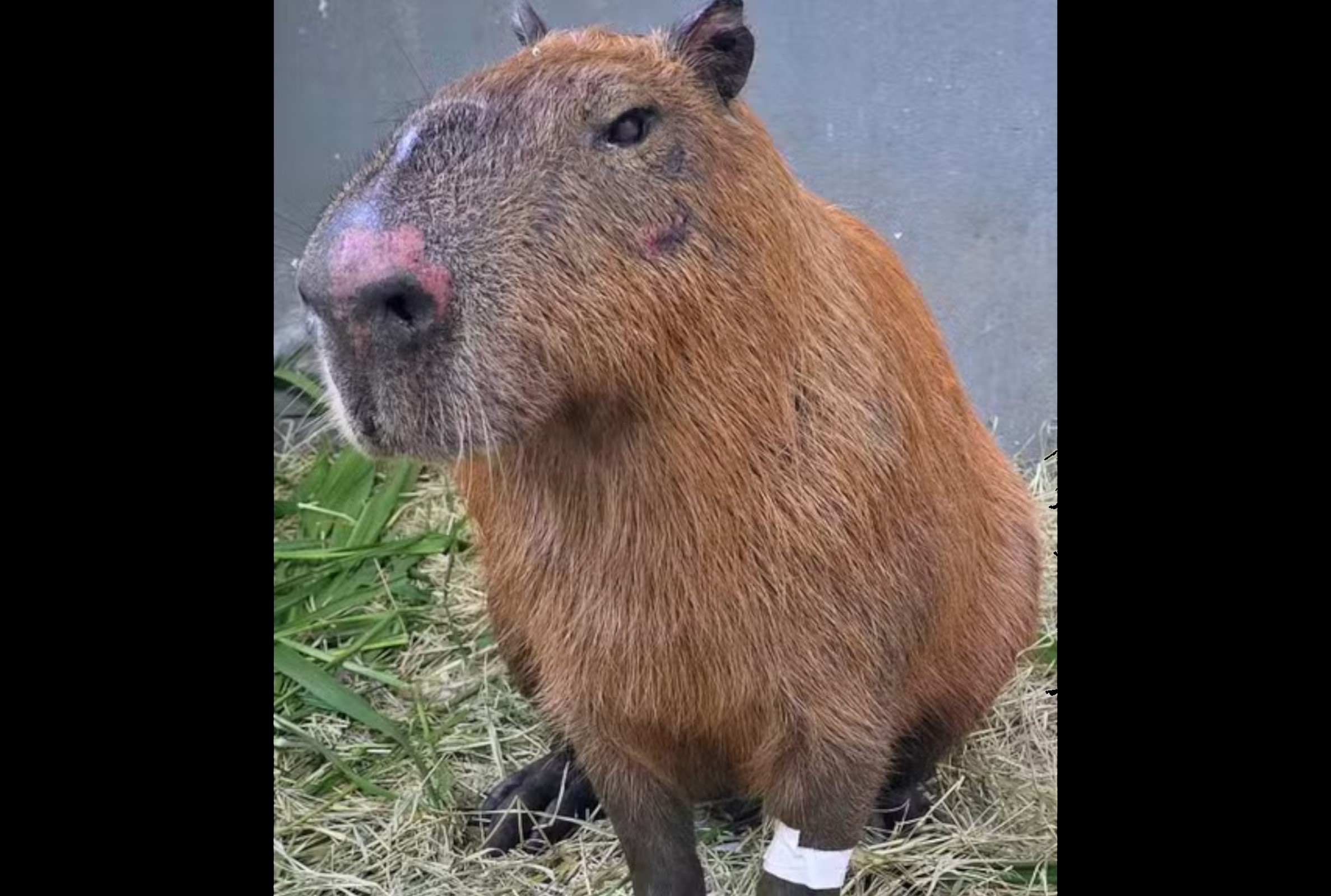 Capivara da Ilha: decreto Cão Orelha é aplicado pela 1º vez