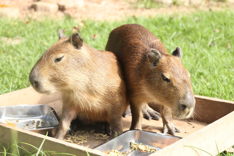 Sandy e Junior? Qual o nome das novas capivaras do Bioparque?