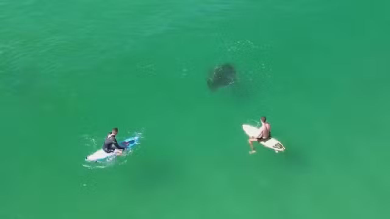 Raia na Praia da Macumba