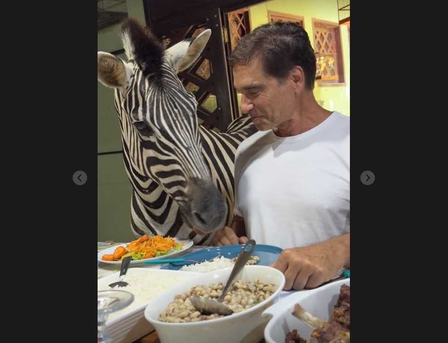 zebras assd